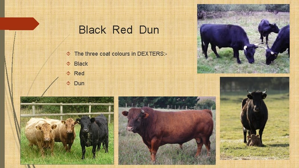 Black Red Dun The three coat colours in DEXTERS: Black Red Dun 