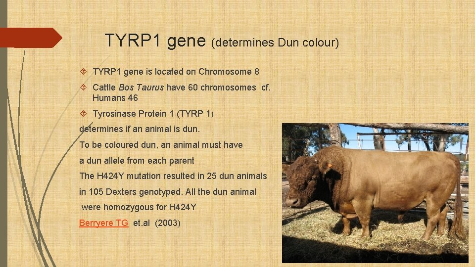 TYRP 1 gene (determines Dun colour) TYRP 1 gene is located on Chromosome 8
