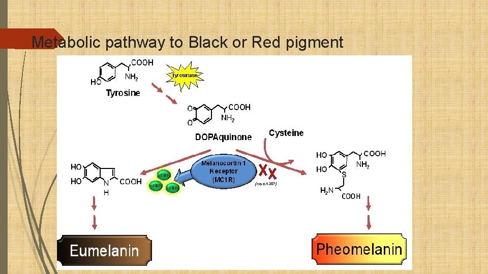 Metabolic pathway to Black or Red pigment 