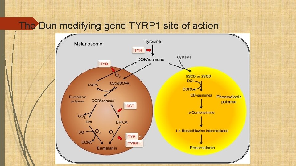 The Dun modifying gene TYRP 1 site of action 