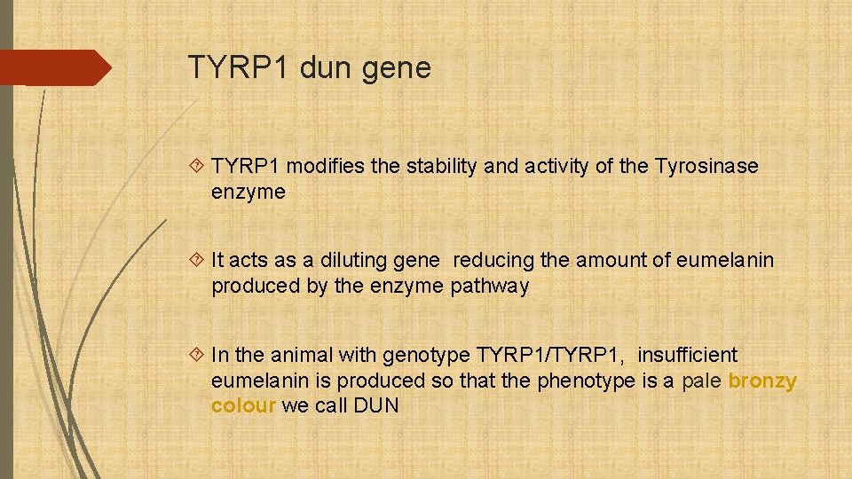 TYRP 1 dun gene TYRP 1 modifies the stability and activity of the Tyrosinase
