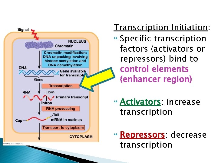 Transcription Initiation: Specific transcription factors (activators or repressors) bind to control elements (enhancer region)