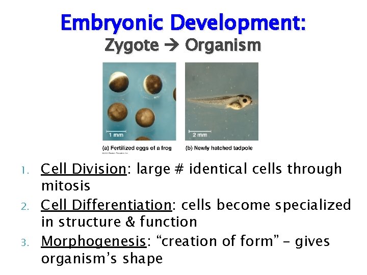 Embryonic Development: Zygote Organism 1. 2. 3. Cell Division: large # identical cells through