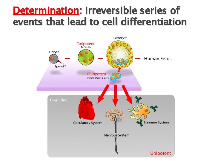 Determination: irreversible series of events that lead to cell differentiation 