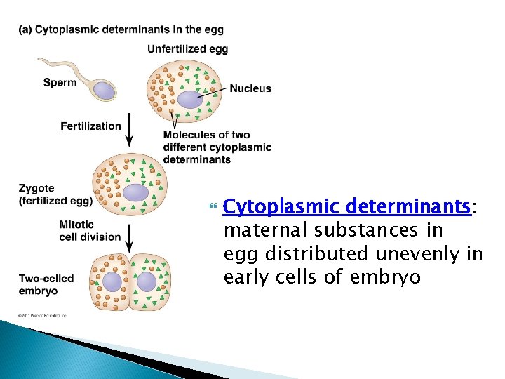  Cytoplasmic determinants: maternal substances in egg distributed unevenly in early cells of embryo