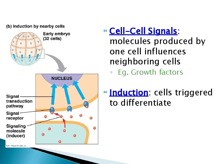  Cell-Cell Signals: molecules produced by one cell influences neighboring cells ◦ Eg. Growth