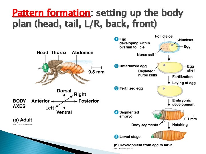 Pattern formation: setting up the body plan (head, tail, L/R, back, front) 