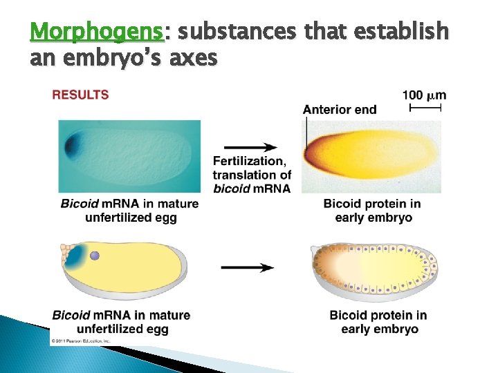 Morphogens: substances that establish an embryo’s axes 