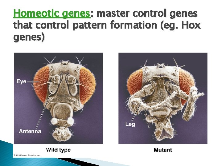 Homeotic genes: master control genes that control pattern formation (eg. Hox genes) 