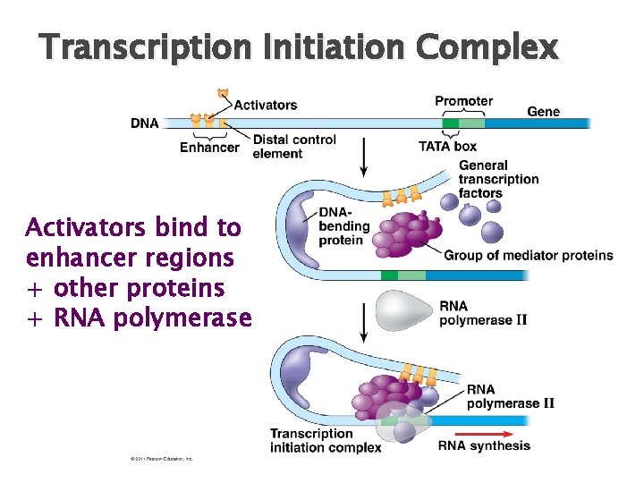 Transcription Initiation Complex Activators bind to enhancer regions + other proteins + RNA polymerase