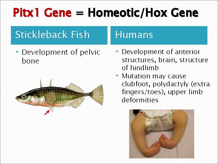 Pitx 1 Gene = Homeotic/Hox Gene Stickleback Fish Development of pelvic bone Humans Development