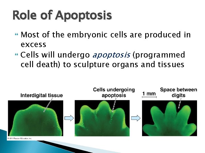 Role of Apoptosis Most of the embryonic cells are produced in excess Cells will