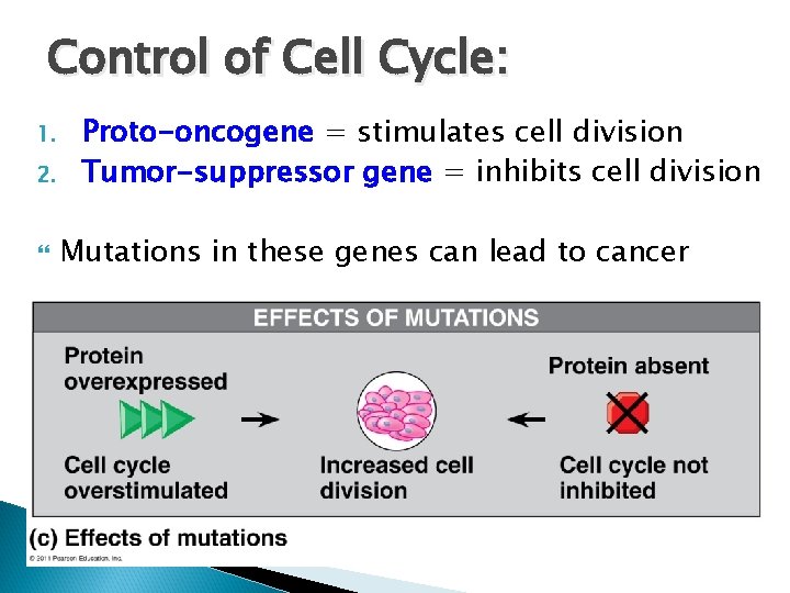 Control of Cell Cycle: 1. 2. Proto-oncogene = stimulates cell division Tumor-suppressor gene =