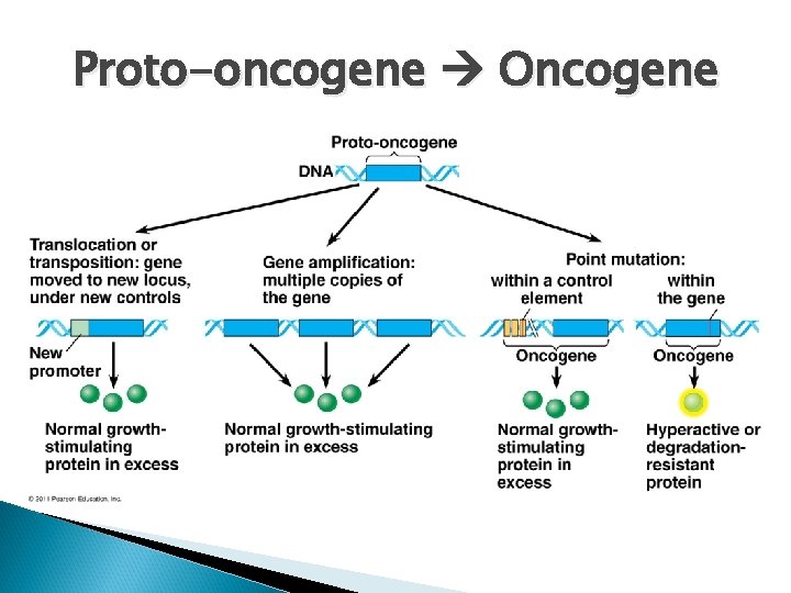 Proto-oncogene Oncogene 