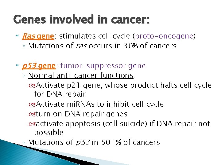 Genes involved in cancer: Ras gene: stimulates cell cycle (proto-oncogene) ◦ Mutations of ras