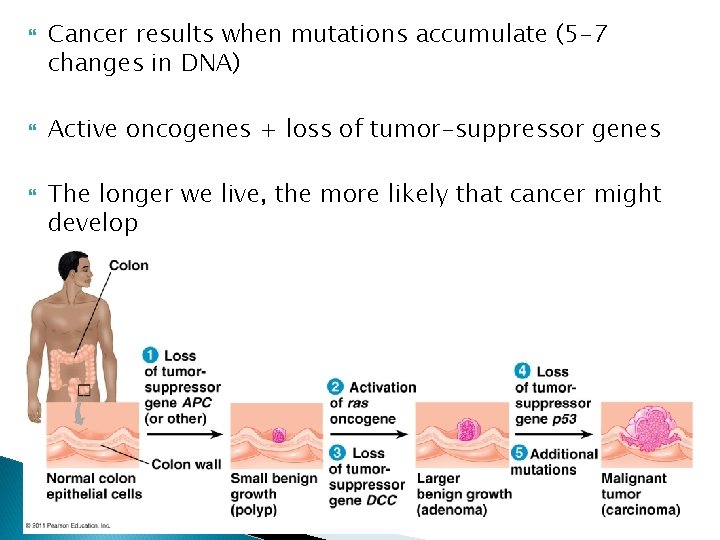  Cancer results when mutations accumulate (5 -7 changes in DNA) Active oncogenes +