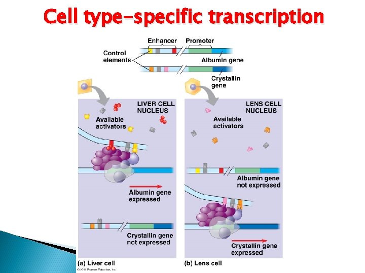 Cell type-specific transcription 