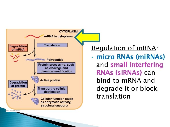 Regulation of m. RNA: • micro RNAs (mi. RNAs) and small interfering RNAs (si.