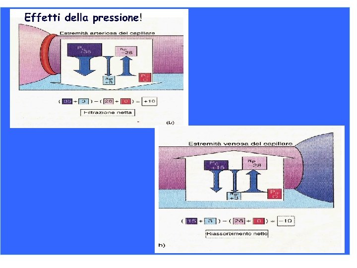 La pressione colloido-osmotica o pressione oncotica Si analizzi il sangue e il liquido interstiziale