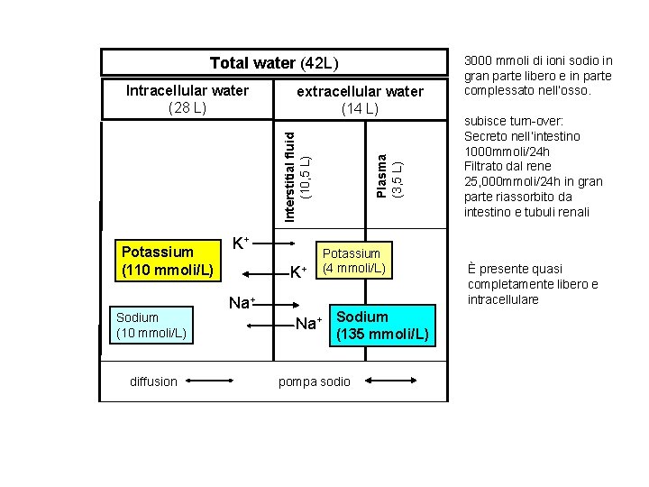 Total water (42 L) extracellular water (14 L) Potassium (110 mmoli/L) Sodium (10 mmoli/L)