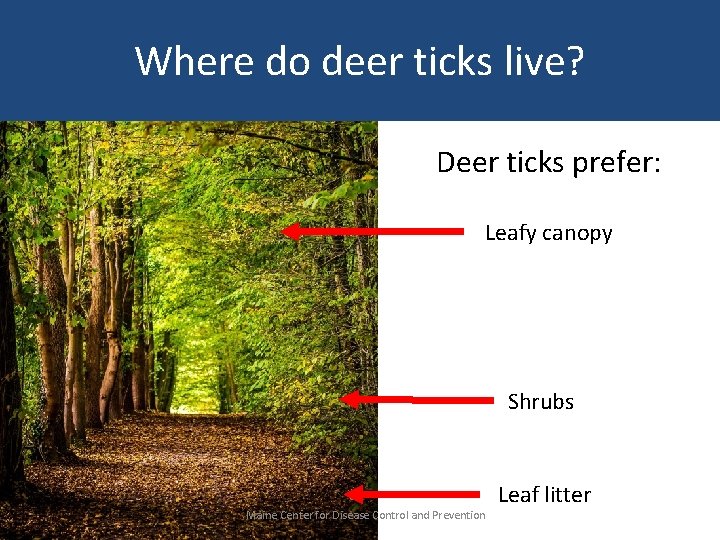 Where do deer ticks live? Deer ticks prefer: Leafy canopy Shrubs Maine Center for