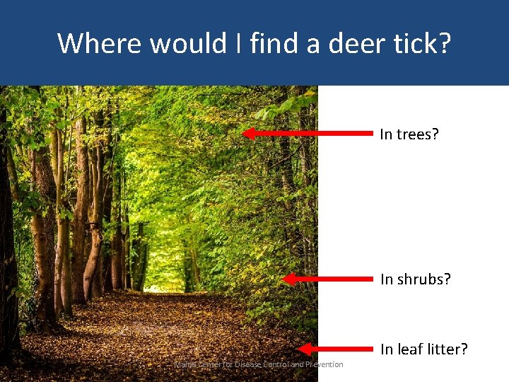 Where would I find a deer tick? In trees? In shrubs? Maine Center for