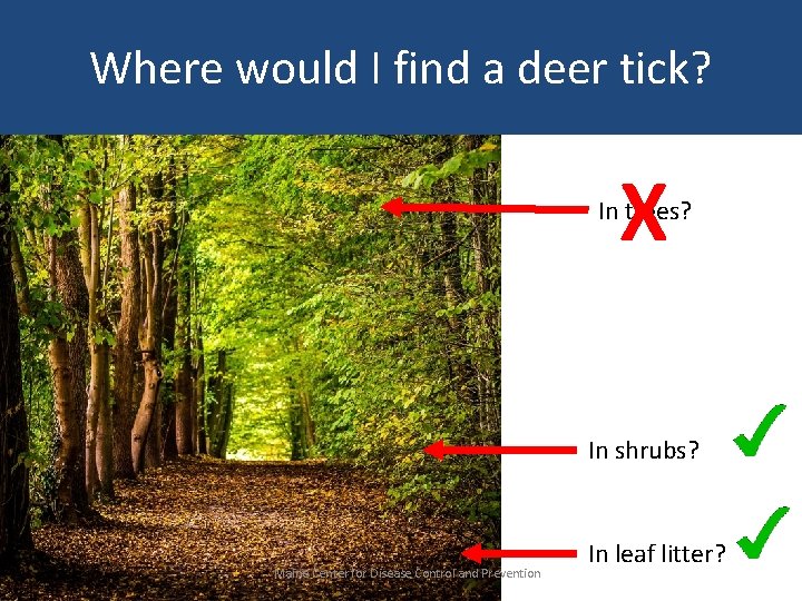 Where would I find a deer tick? X In trees? In shrubs? Maine Center