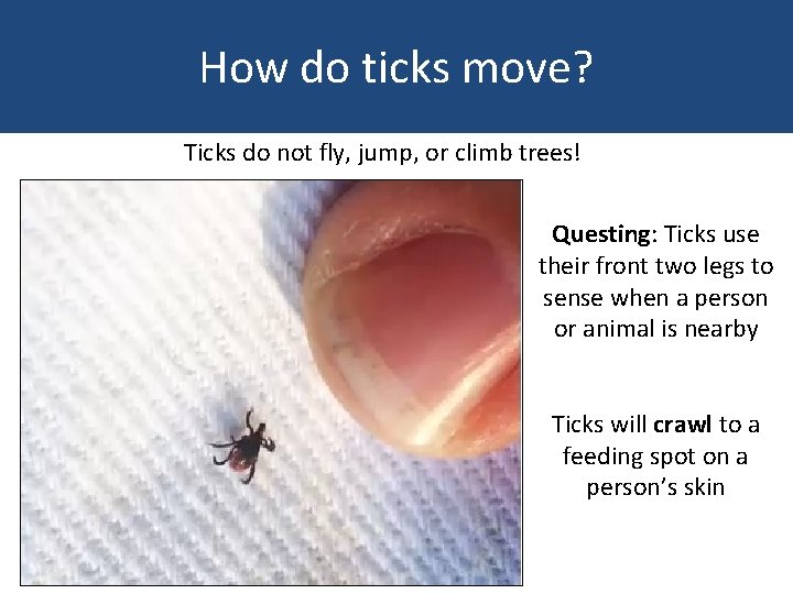 How do ticks move? Ticks do not fly, jump, or climb trees! Questing: Ticks