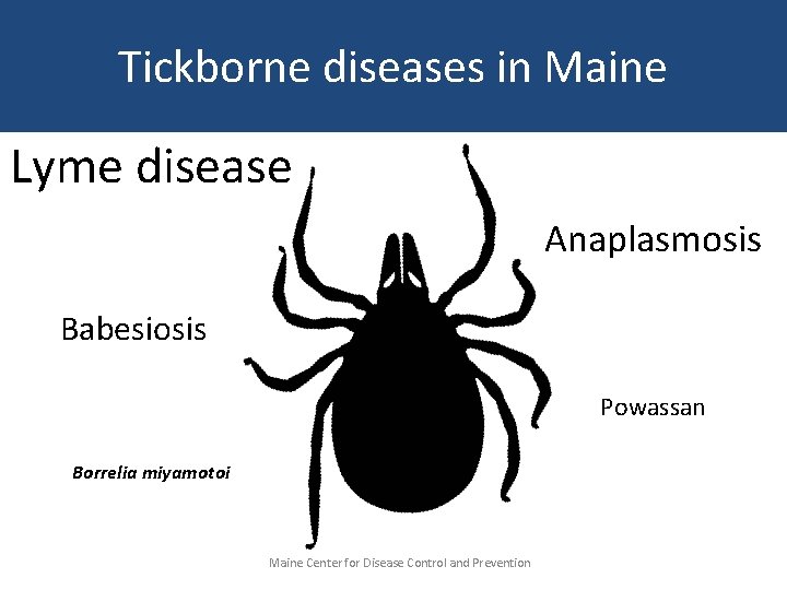 Tickborne diseases in Maine Lyme disease Anaplasmosis Babesiosis Powassan Borrelia miyamotoi Maine Center for