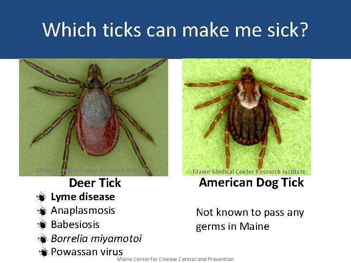 Which ticks can make me sick? Maine Medical Center Research Institute Deer Tick Lyme