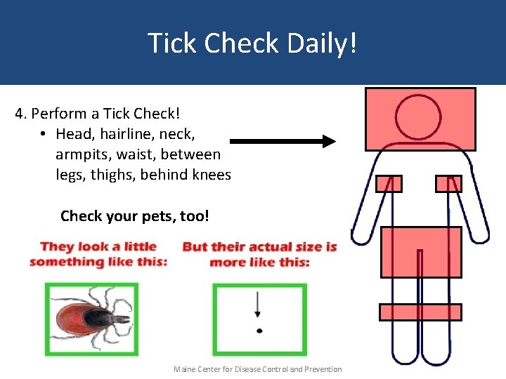 Tick Check Daily! 4. Perform a Tick Check! • Head, hairline, neck, armpits, waist,