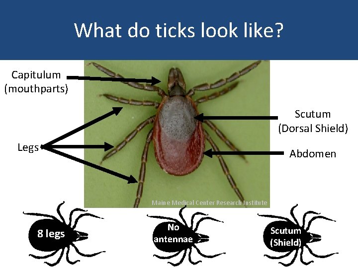 What do ticks look like? Capitulum (mouthparts) Scutum (Dorsal Shield) Legs Abdomen Maine Medical