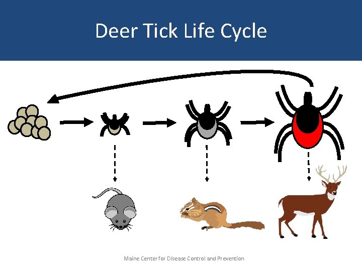 Deer Tick Life Cycle Maine Center for Disease Control and Prevention 