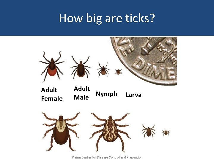 How big are ticks? Adult Female Adult Male Nymph Larva Maine Center for Disease