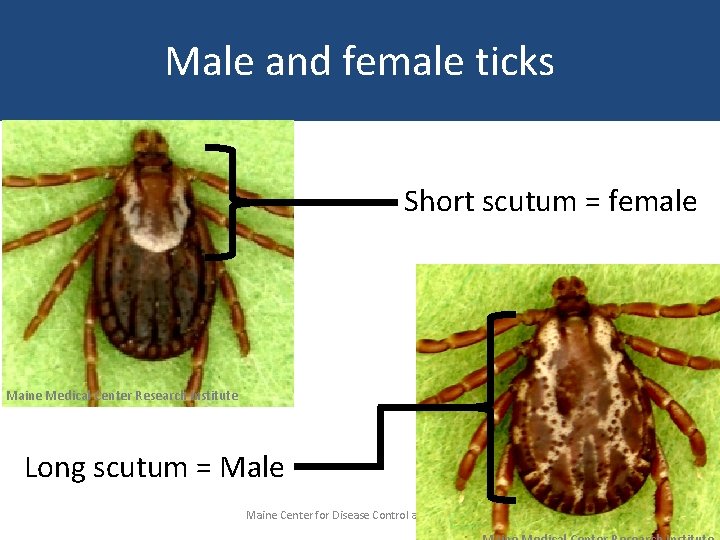 Male and female ticks Short scutum = female Maine Medical Center Research Institute Long