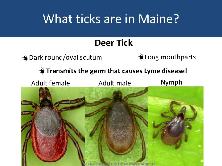 What ticks are in Maine? Deer Tick Dark round/oval scutum Long mouthparts Transmits the