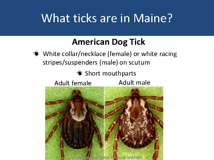 What ticks are in Maine? American Dog Tick White collar/necklace (female) or white racing