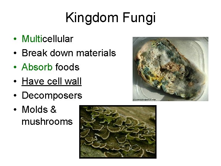 Kingdom Fungi • • • Multicellular Break down materials Absorb foods Have cell wall