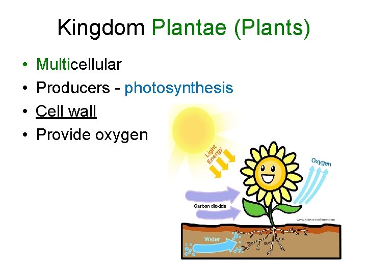 Kingdom Plantae (Plants) • • Multicellular Producers - photosynthesis Cell wall Provide oxygen 