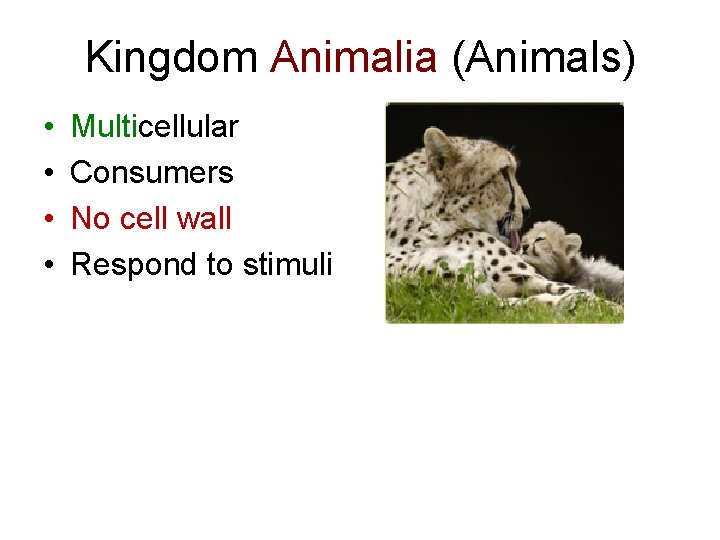 Kingdom Animalia (Animals) • • Multicellular Consumers No cell wall Respond to stimuli 