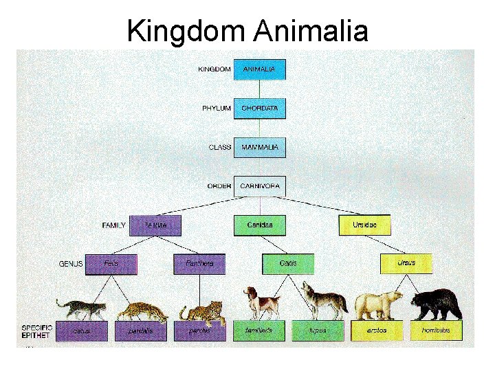 Kingdom Animalia 