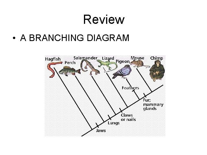 Review • A BRANCHING DIAGRAM 