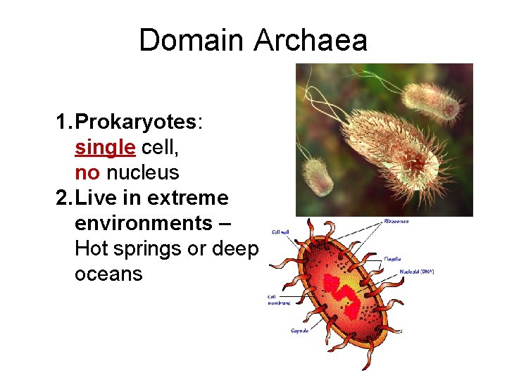 Domain Archaea 1. Prokaryotes: single cell, no nucleus 2. Live in extreme environments –