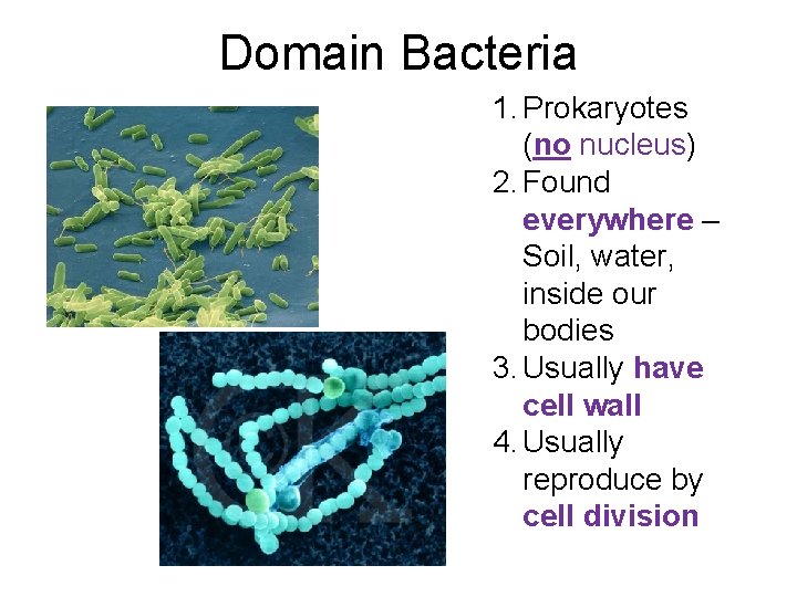 Domain Bacteria 1. Prokaryotes (no nucleus) 2. Found everywhere – Soil, water, inside our