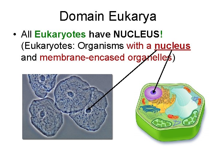 Domain Eukarya • All Eukaryotes have NUCLEUS! (Eukaryotes: Organisms with a nucleus and membrane-encased