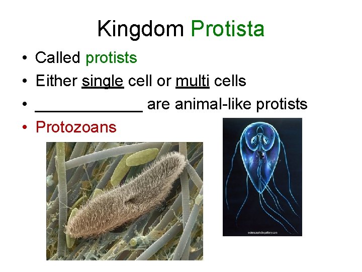 Kingdom Protista • • Called protists Either single cell or multi cells ______ are