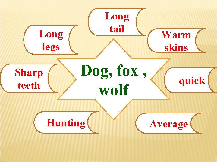 Long tail Long legs Sharp teeth Dog, fox , wolf Hunting Warm skins quick