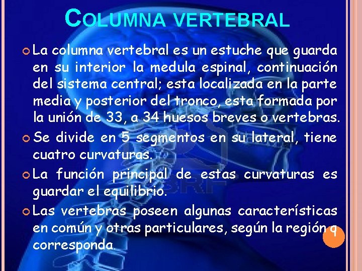 COLUMNA VERTEBRAL La columna vertebral es un estuche que guarda en su interior la