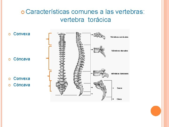  Características comunes a las vertebras: vertebra torácica Convexa Cóncava 