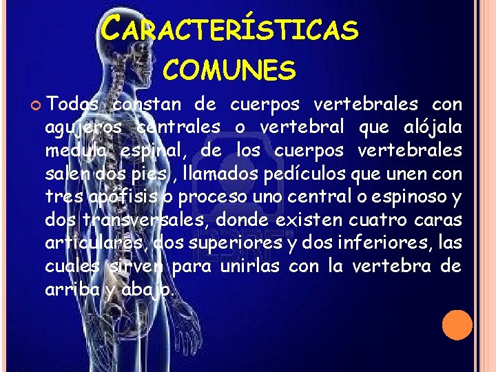 CARACTERÍSTICAS COMUNES Todas constan de cuerpos vertebrales con agujeros centrales o vertebral que alójala